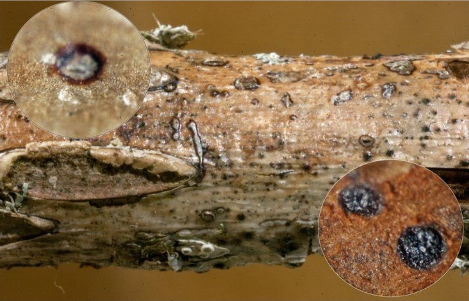 Представитель Семейства Didymosphaeriaceae
